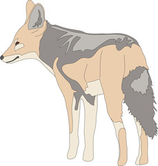hand drawn portrait of a wild black backed jackal - colored vector Illustration isolated on white background