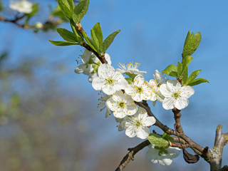 Apfelblüten, Apfelbaum, Malus, Apple blossoms