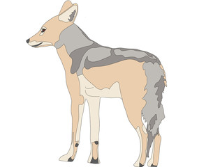 hand drawn portrait of a wild black backed jackal - colored vector Illustration isolated on white background