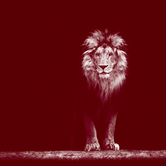 Plakat Portrait of a Beautiful lion, lion in the dark
