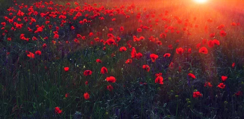 Poster wilde bloem klaproos bij zonsondergang © Lumppini