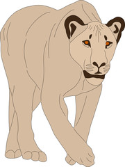 hand drawn portrait of a wild lion - colored vector Illustration isolated on white background