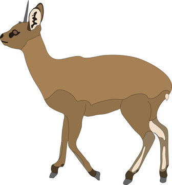 hand drawn portrait of a wild klipspringer antelope - colored vector Illustration isolated on white background