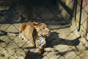 Leopard
