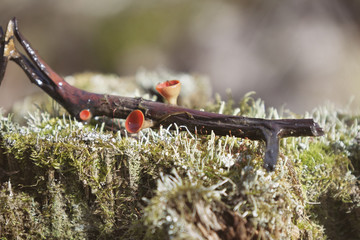 sarcophagus mushrooms on twig