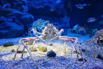 Japanese spider crab - obrazy, fototapety, plakaty