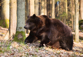 Naklejka na ściany i meble Usrsus arctos - Common brown bear in forest in springtime