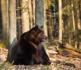 Obraz na płótnie Canvas Ursus arctos arctos - Eurasian brown bear in forest