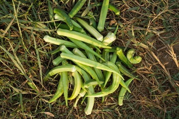 Lady's finger. Fruits lie on dry grass