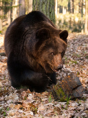 Prortrait of young eurasian bear in forest - Ursus arctos