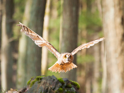 Long-eared owl flying in forest - Asio otus
