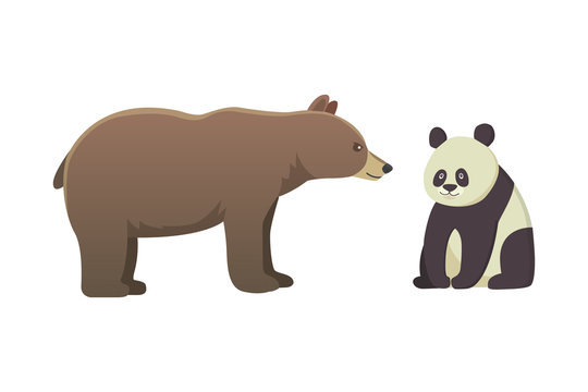 brown bear grizzly and panda