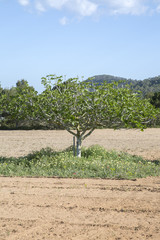 Fig Tree in Ibiza