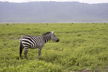 Fototapeta na wymiar Zebra standing in field, Ngorongoro Crater, Tanzania