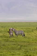Naklejka premium Zebra fighting in field, Ngorongoro Crater, Tanzania