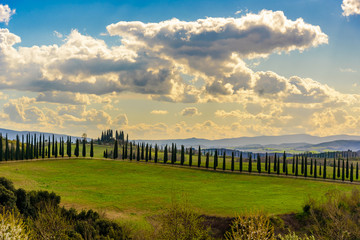 Tuscany countryside near Asciano in Italy with cypress trees in a row