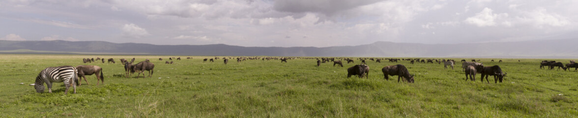 Obraz na płótnie Canvas Wildebeest and zebra in panorama, Ngorongoro Crater, Tanzania
