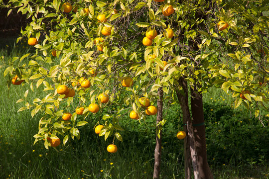 Albero di arance in un campo