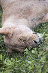 Profile of sleeping lioness, Ngorongoro Crater, Tanzania