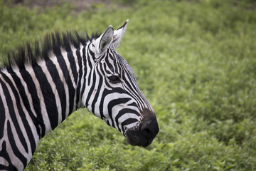 Fototapeta na wymiar Portriat of zebra, Ngorongoro Crater, Tanzania