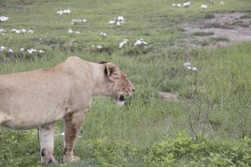 Panting lioness, Ngorongoro Crater, Tanzania