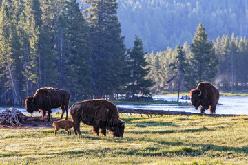 Wild American Bison at Sunrise