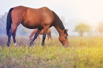 A horse is grazing in a meadow