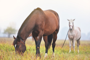 A horse is grazing in a meadow