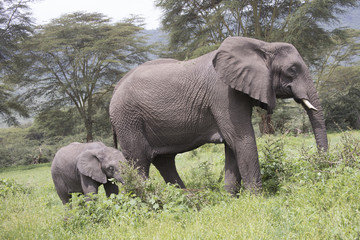 Naklejka na ściany i meble Elephant calf with adult, Ngorongoro Crater, Tanzania