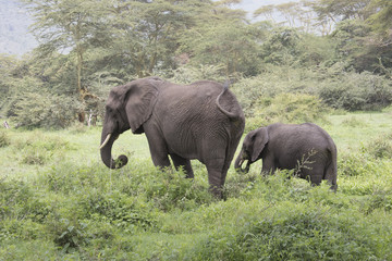 Elephant grazing with calf, Ngorongoro Crater, Tanzania