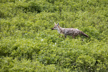 Common jackal, Ngorongoro Crater, Tanzania