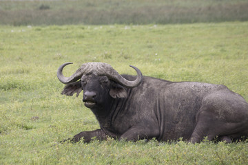 Cape buffalo, Ngorongoro Crater, Tanzania