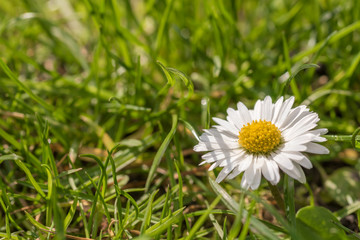 Die Details der Natur genießen