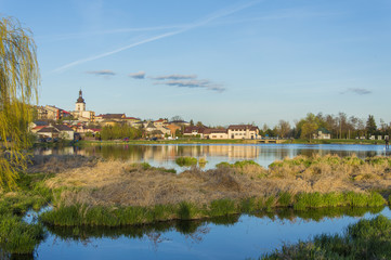 Zielona roślinność nad zalewem, Lipsko, Polska