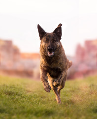 Holländischer Schäferhund