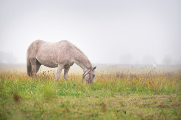 A horse is grazing in a meadow