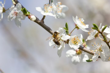 Spring cherry blossoms and bee