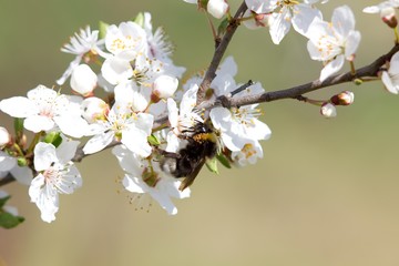 Spring cherry blossoms and bee