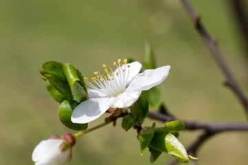 Spring cherry blossoms and bee