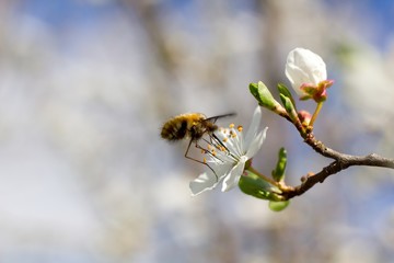 Spring cherry blossoms and bee