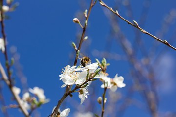 Spring cherry blossoms and bee
