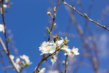 Spring cherry blossoms and bee