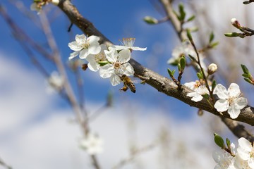 Spring cherry blossoms and bee