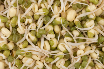 Pea seeds with sprouts close up