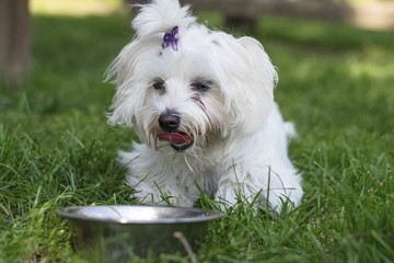 Maltese in the grass
