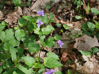 Frühlingsblumen im Wald