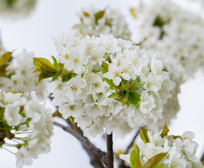 blooming cherry branch flowers