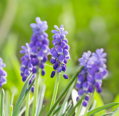 Obraz premium bluebells closeup