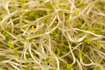 Fresh Alfalfa sprouts on white background