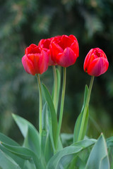 tulips spring flowers